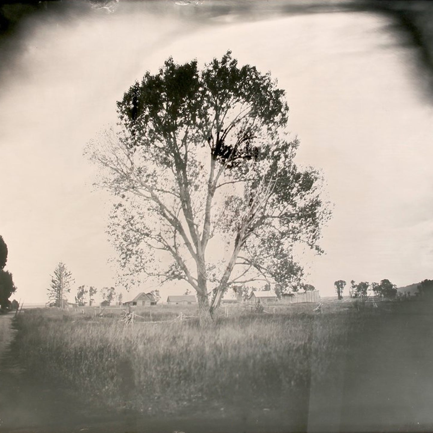 Lone Tree photograph by Robert Malmberg