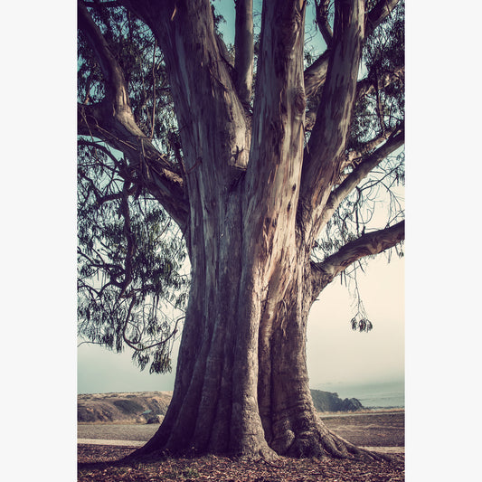 Large tree overlooking Fort Ross photographed by Sara Ferguson