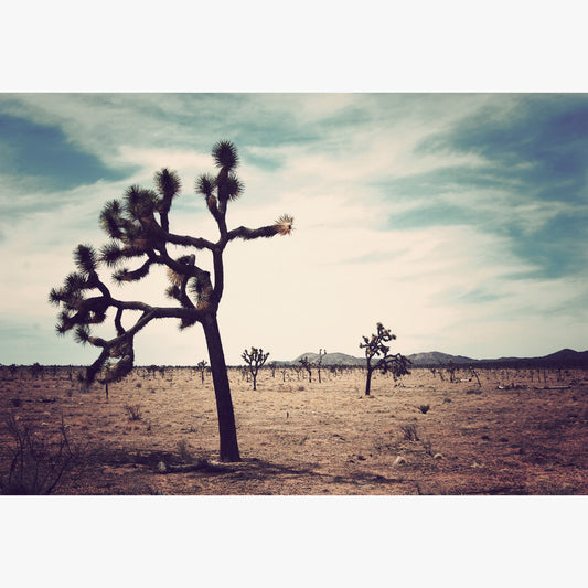 Joshua Tree, CA photographed by Sara Ferguson