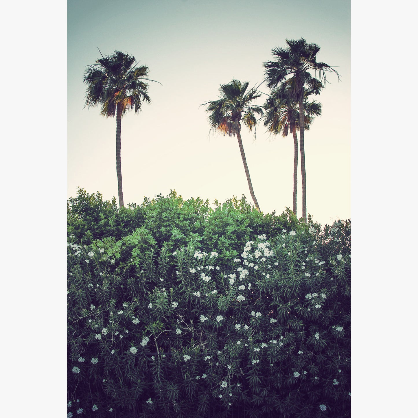 Palm Springs, California photograph by Sara Ferguson