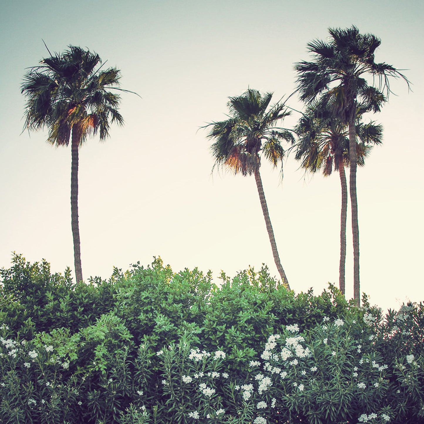 Palm Springs, California photograph by Sara Ferguson