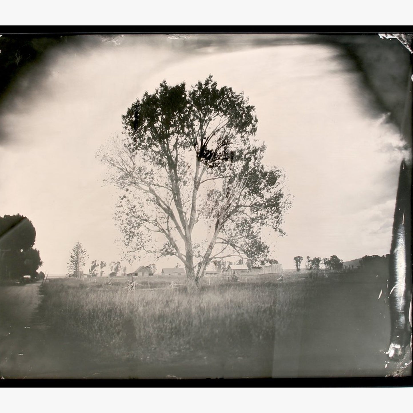 Lone Tree photograph by Robert Malmberg