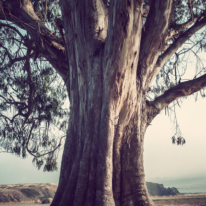 Large tree overlooking Fort Ross photographed by Sara Ferguson