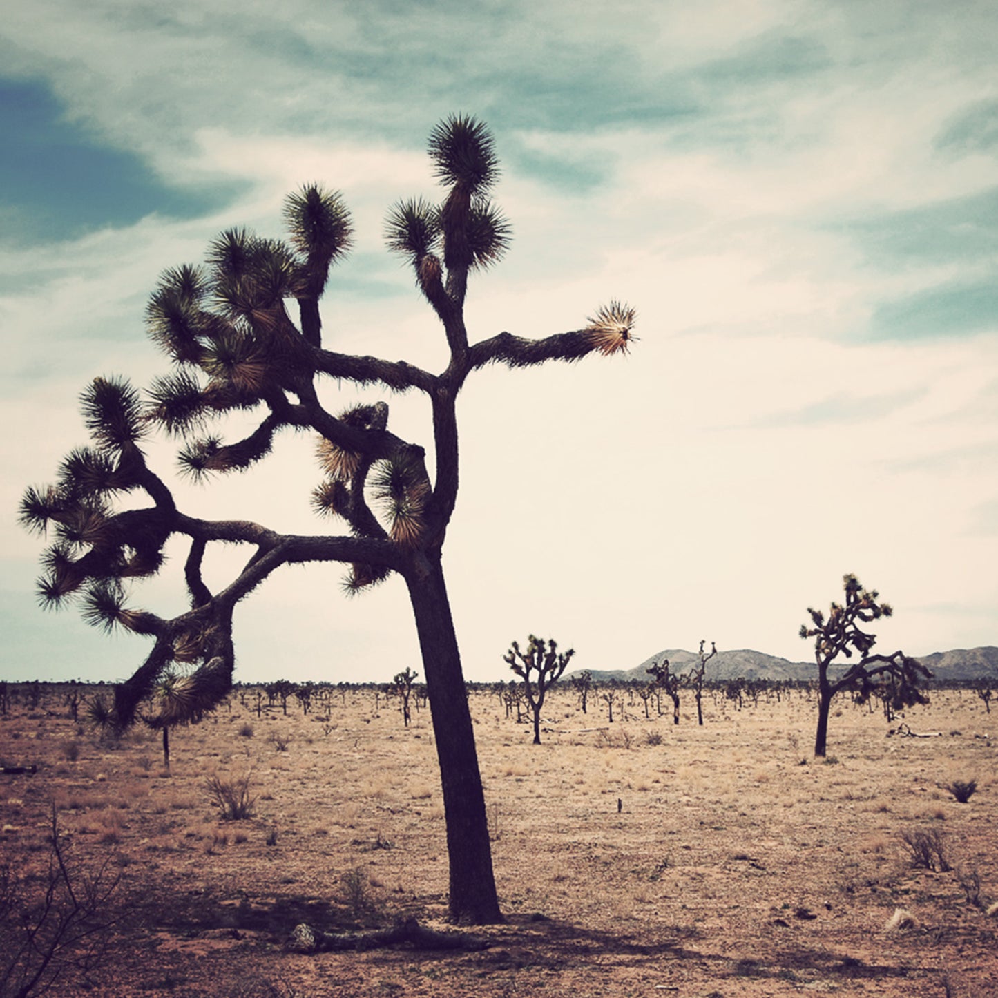 Joshua Tree, CA photographed by Sara Ferguson